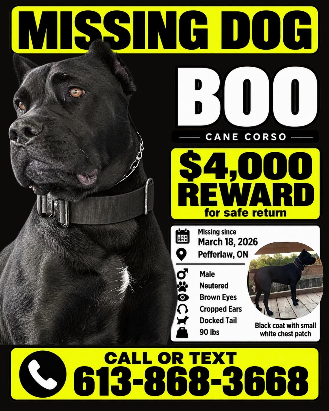 Lost dog