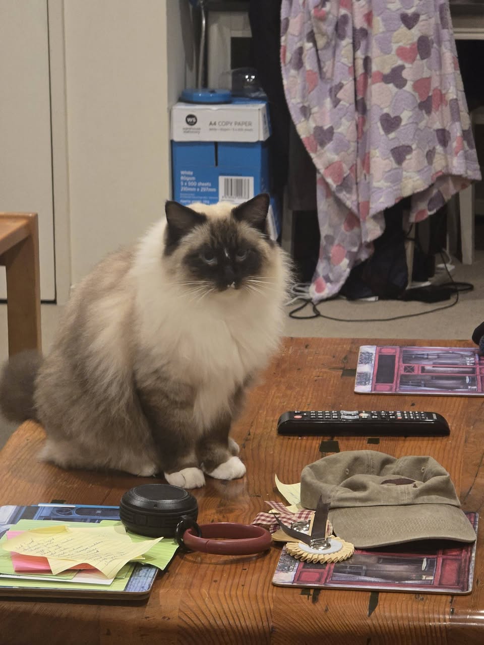 Lost cat
