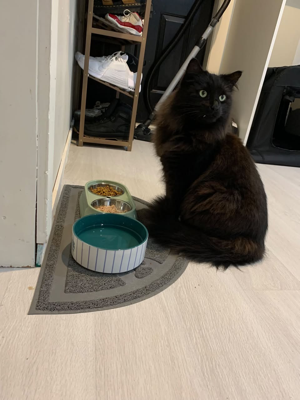 Lost Cat in Auckland