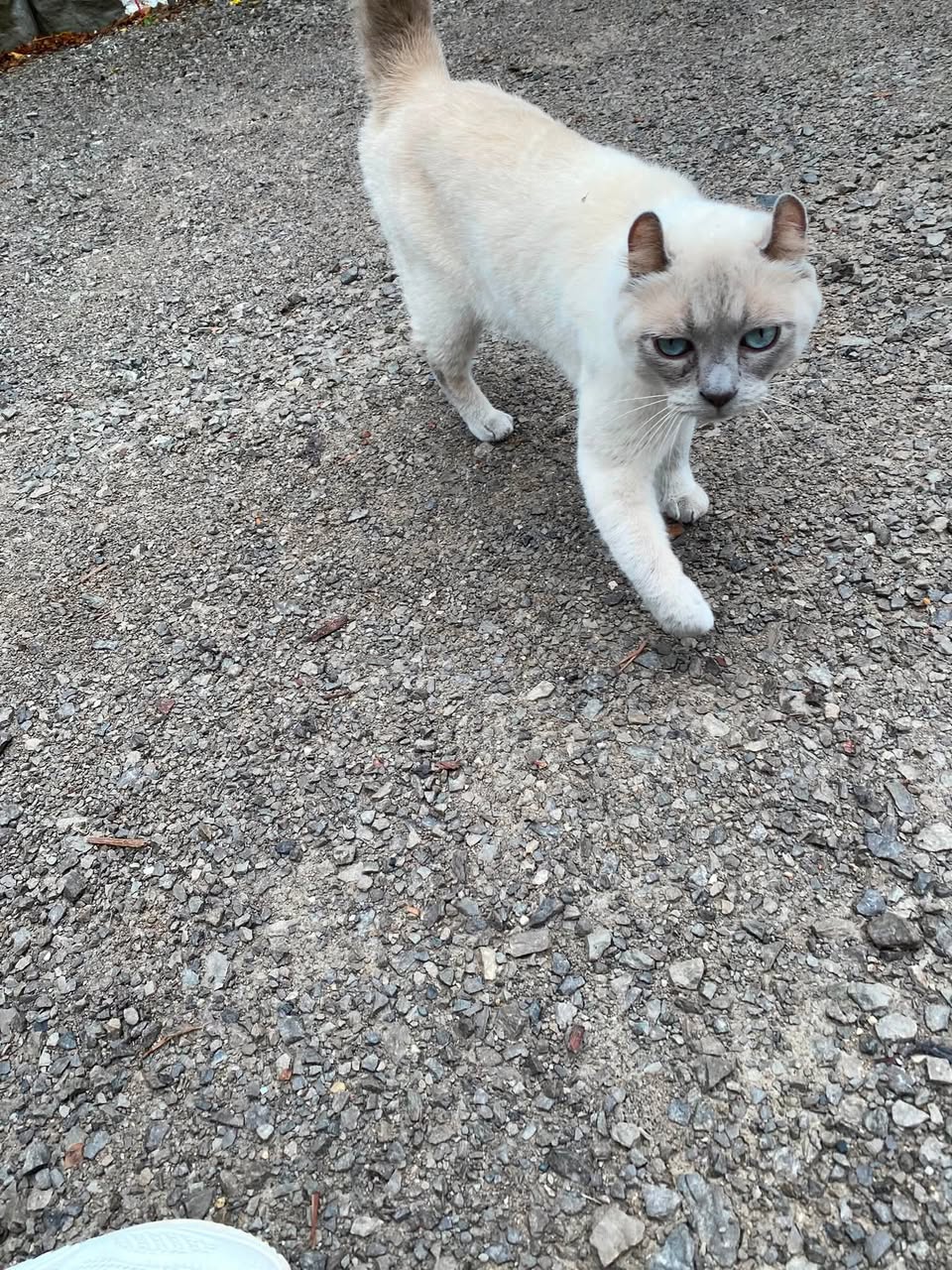 Found cat