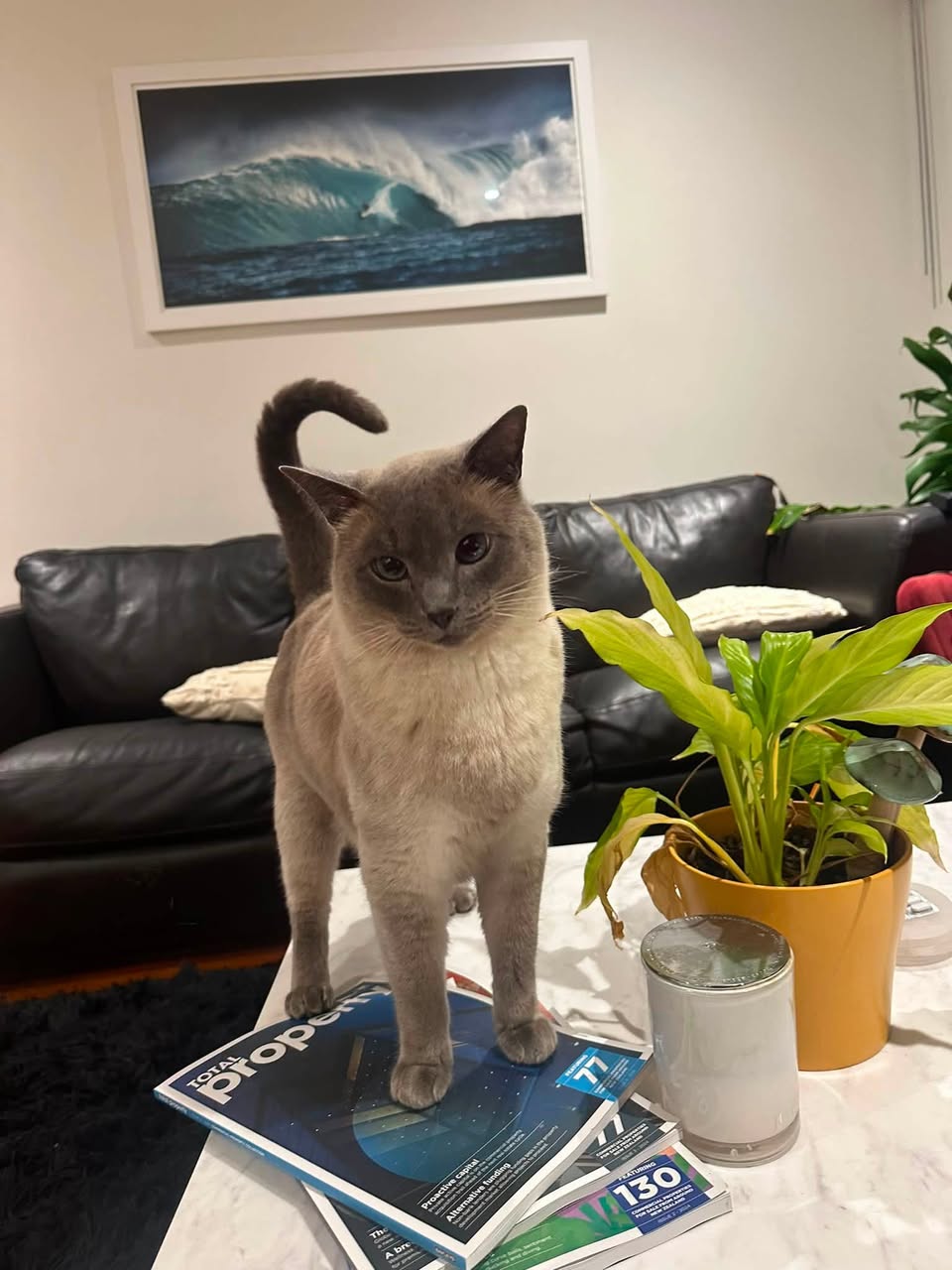 Lost Cat in Auckland