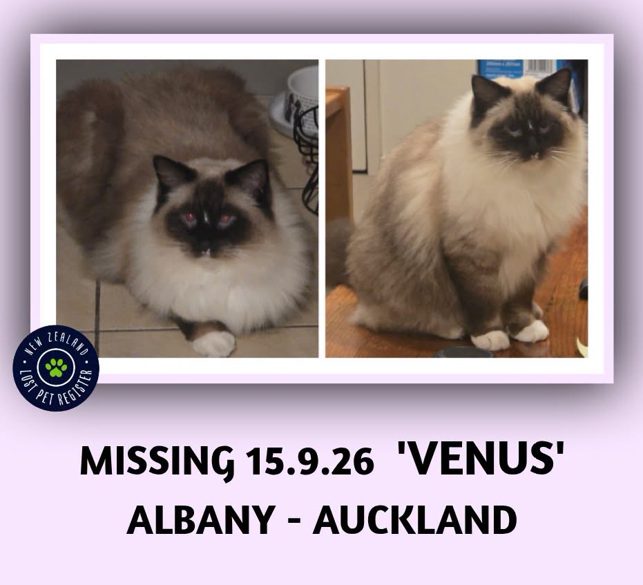 Lost Cat in Auckland