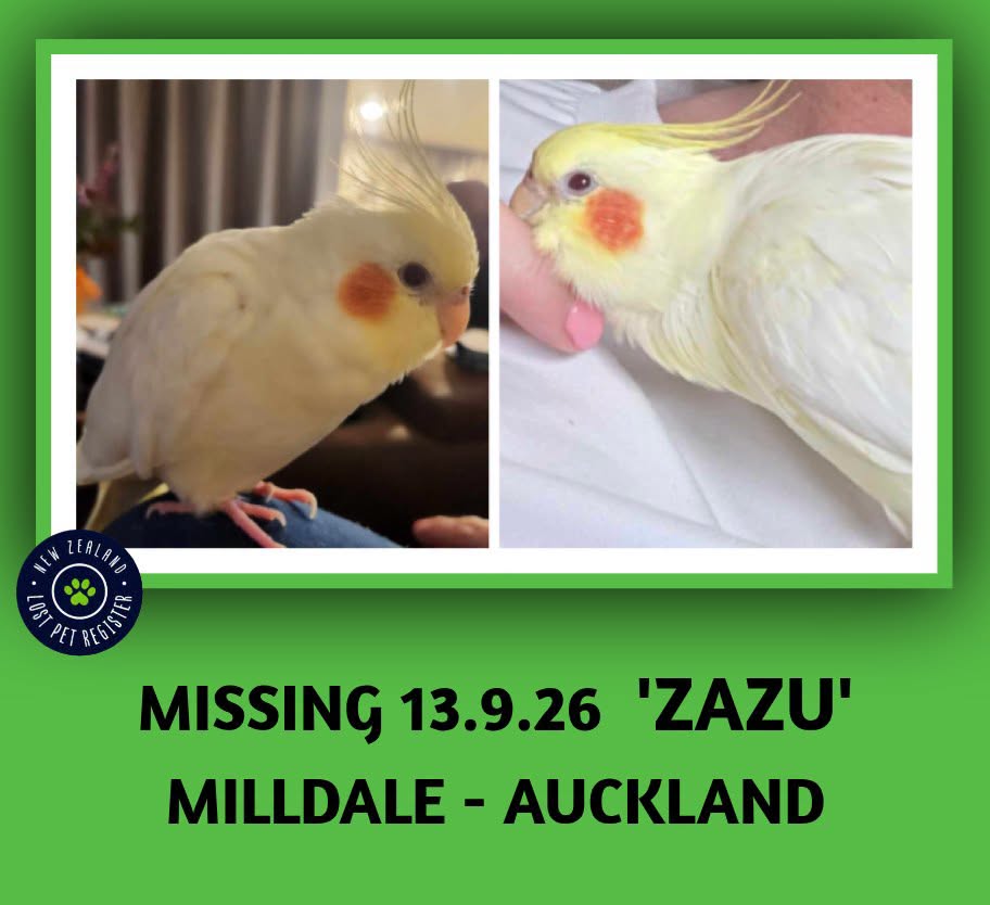 Lost Bird in Auckland