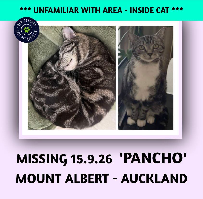 Lost cat