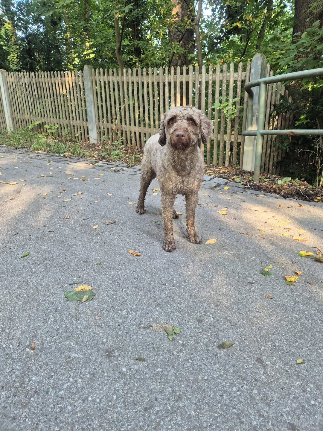 Lost dog