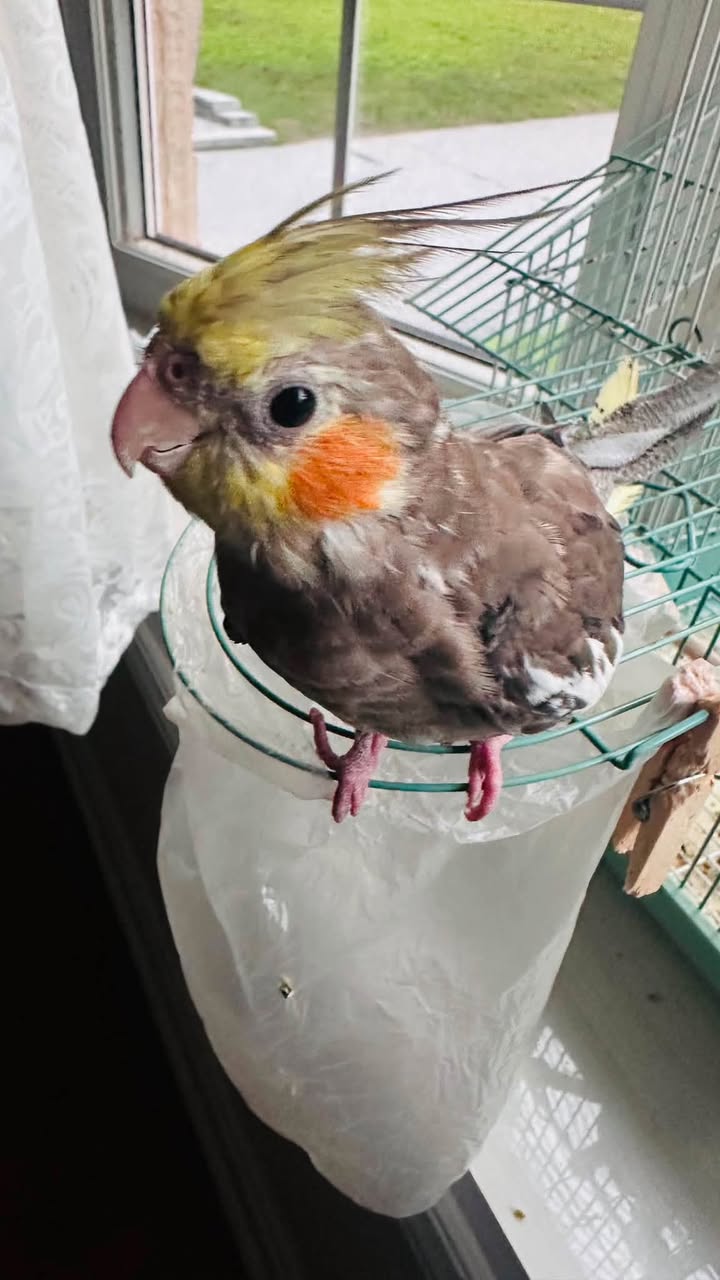 Lost Bird in Etobicoke