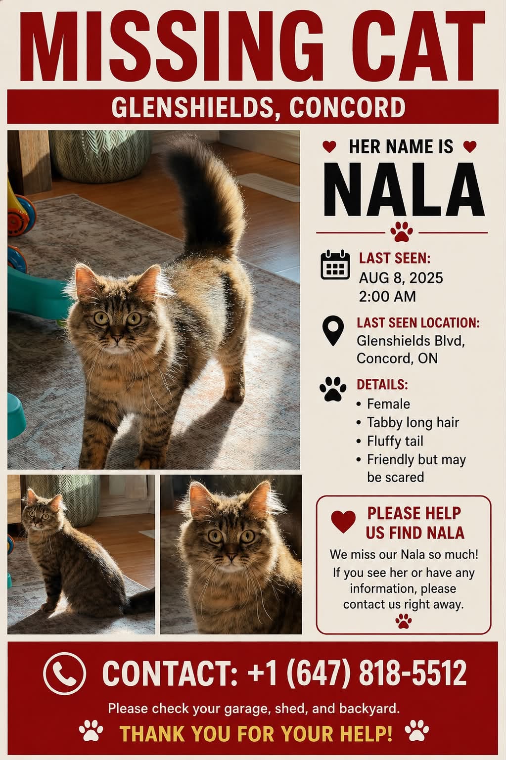 Lost cat