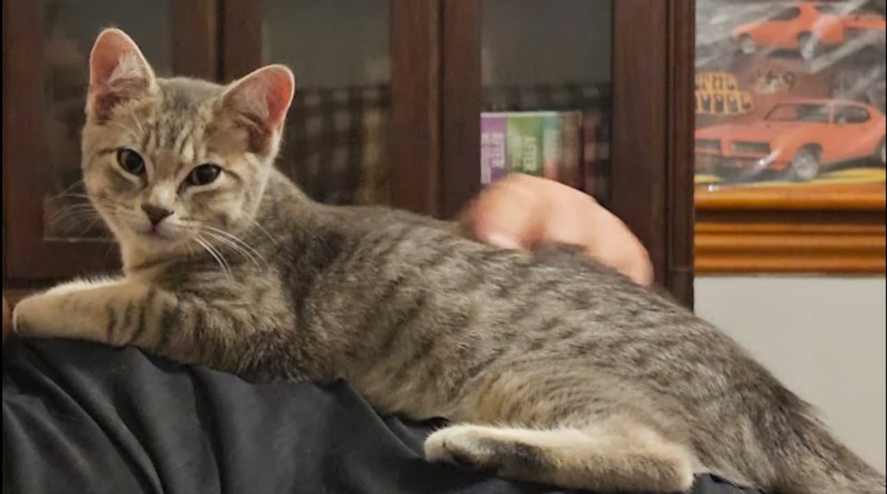 Lost Cat in Chesley