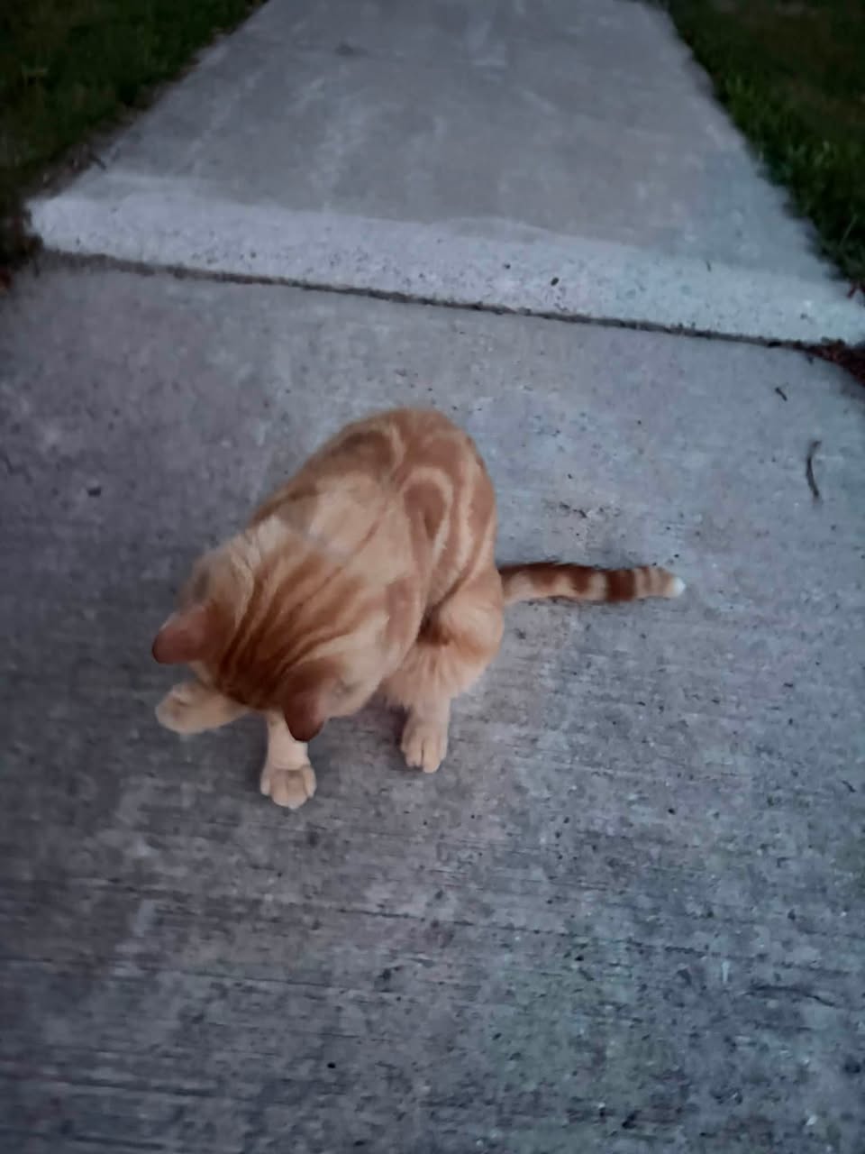 Found cat