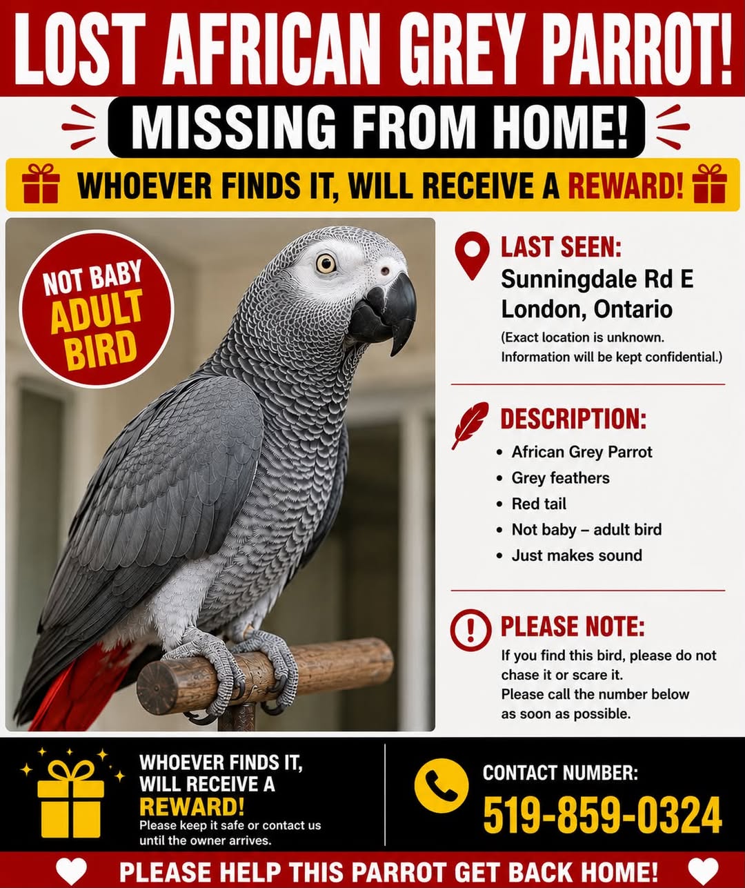 Lost bird