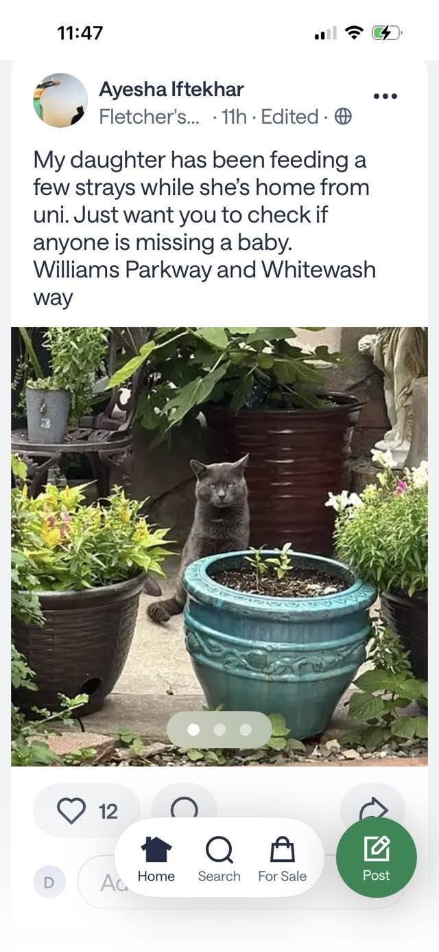 Found cat
