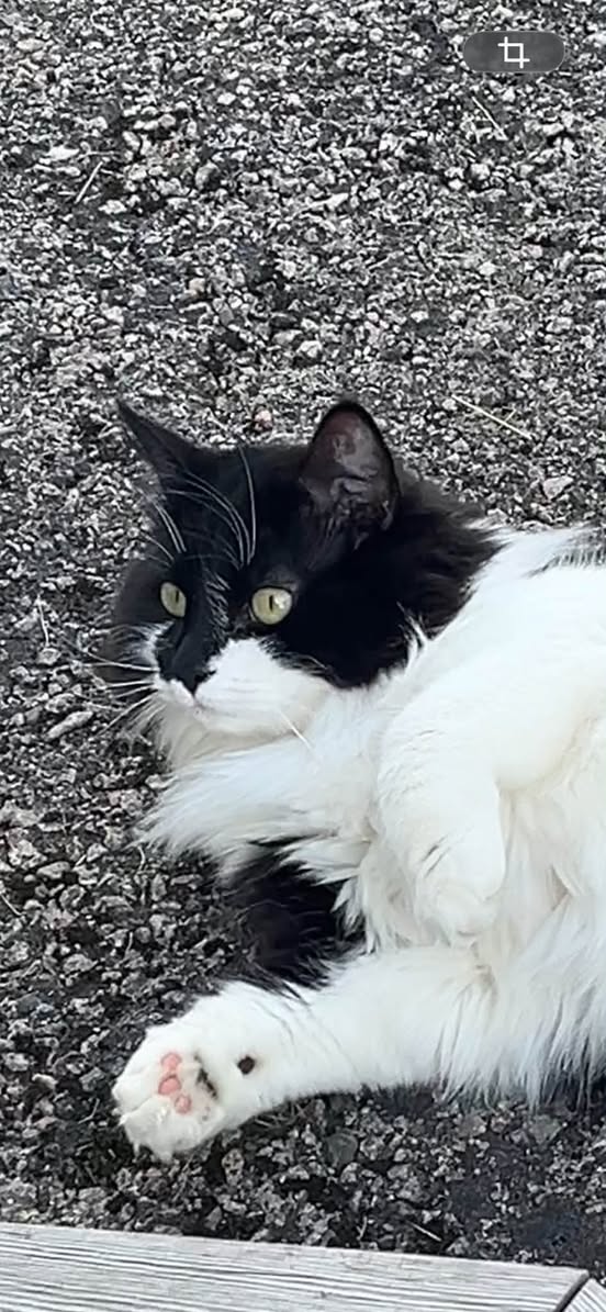Lost Cat in ØStfold