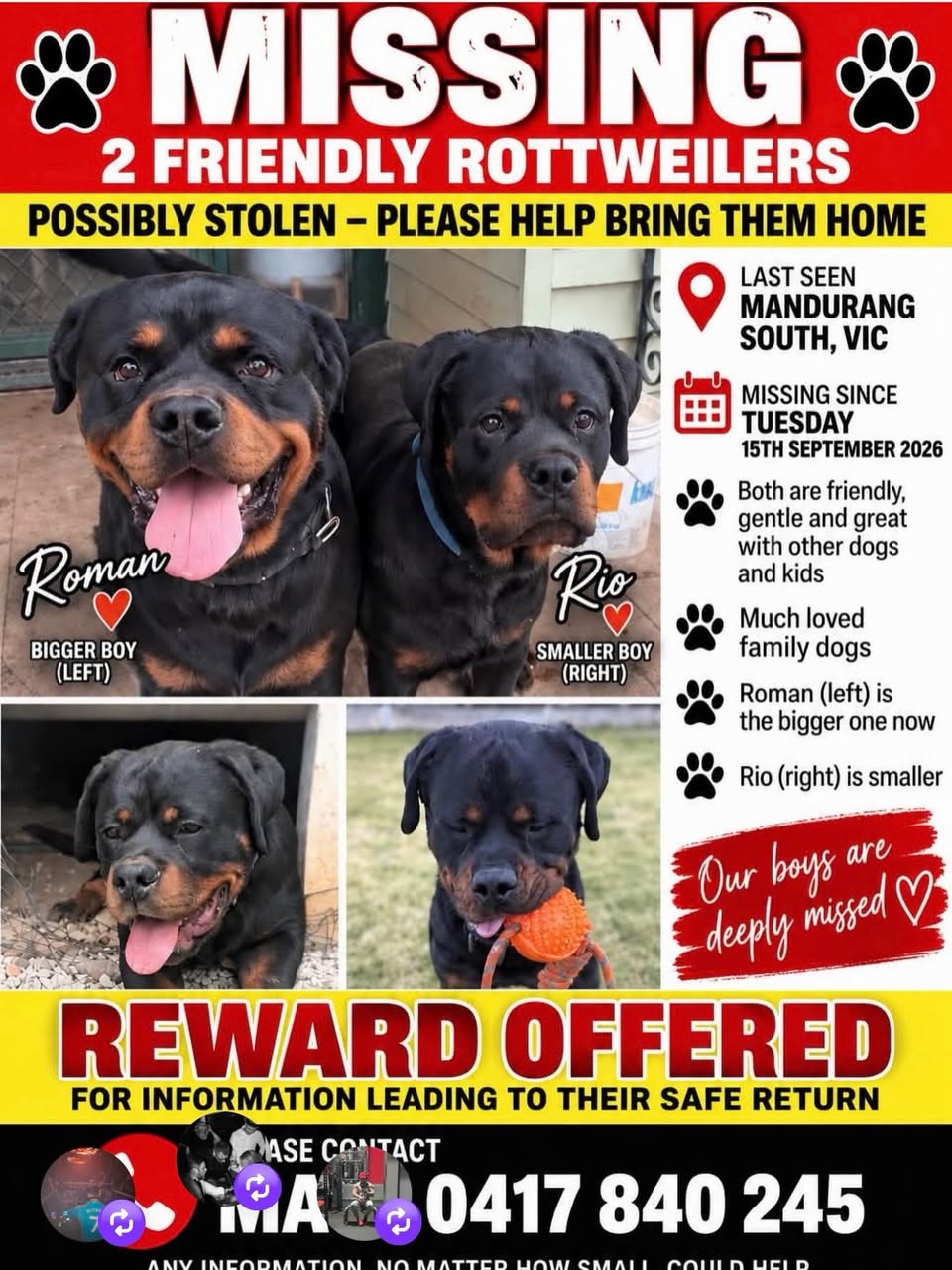 Lost dog