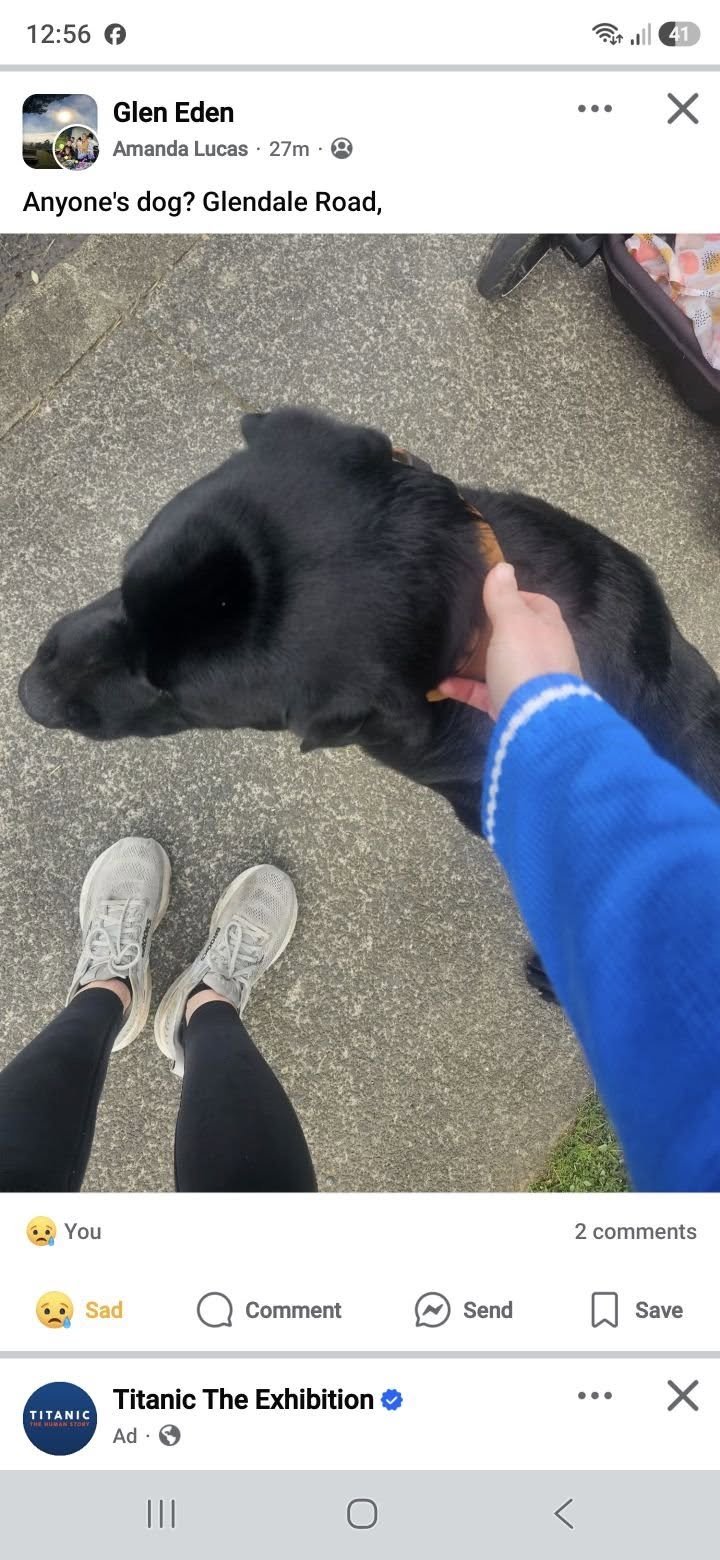 Found dog