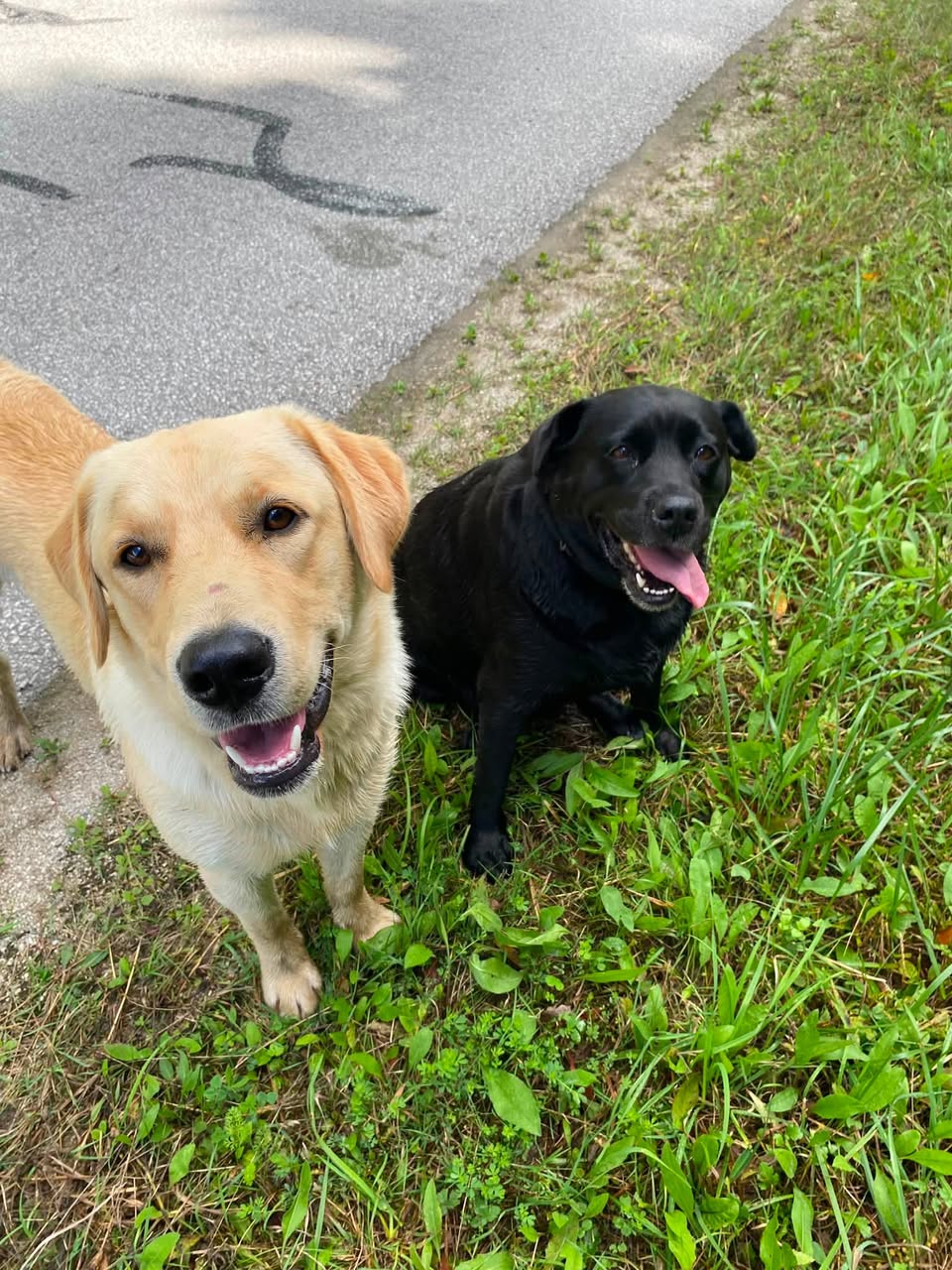 Found Dog in Williamsford