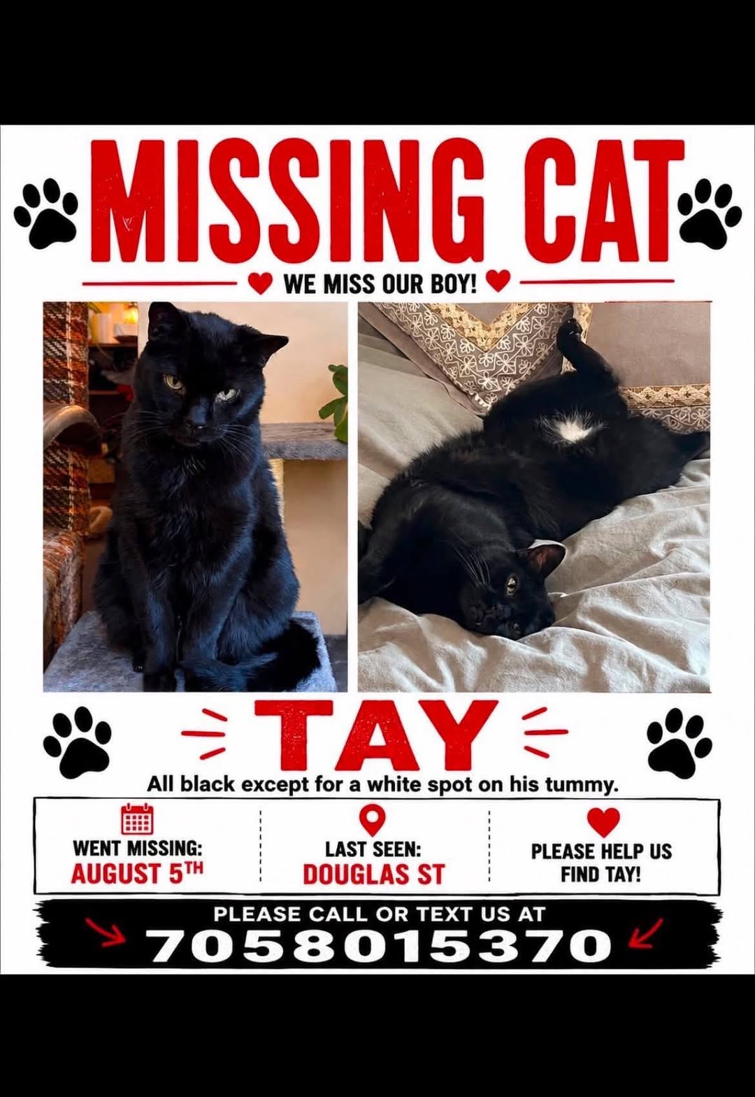 Lost Cat in Orillia
