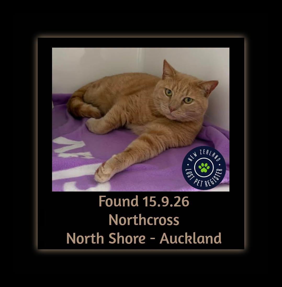 Found cat