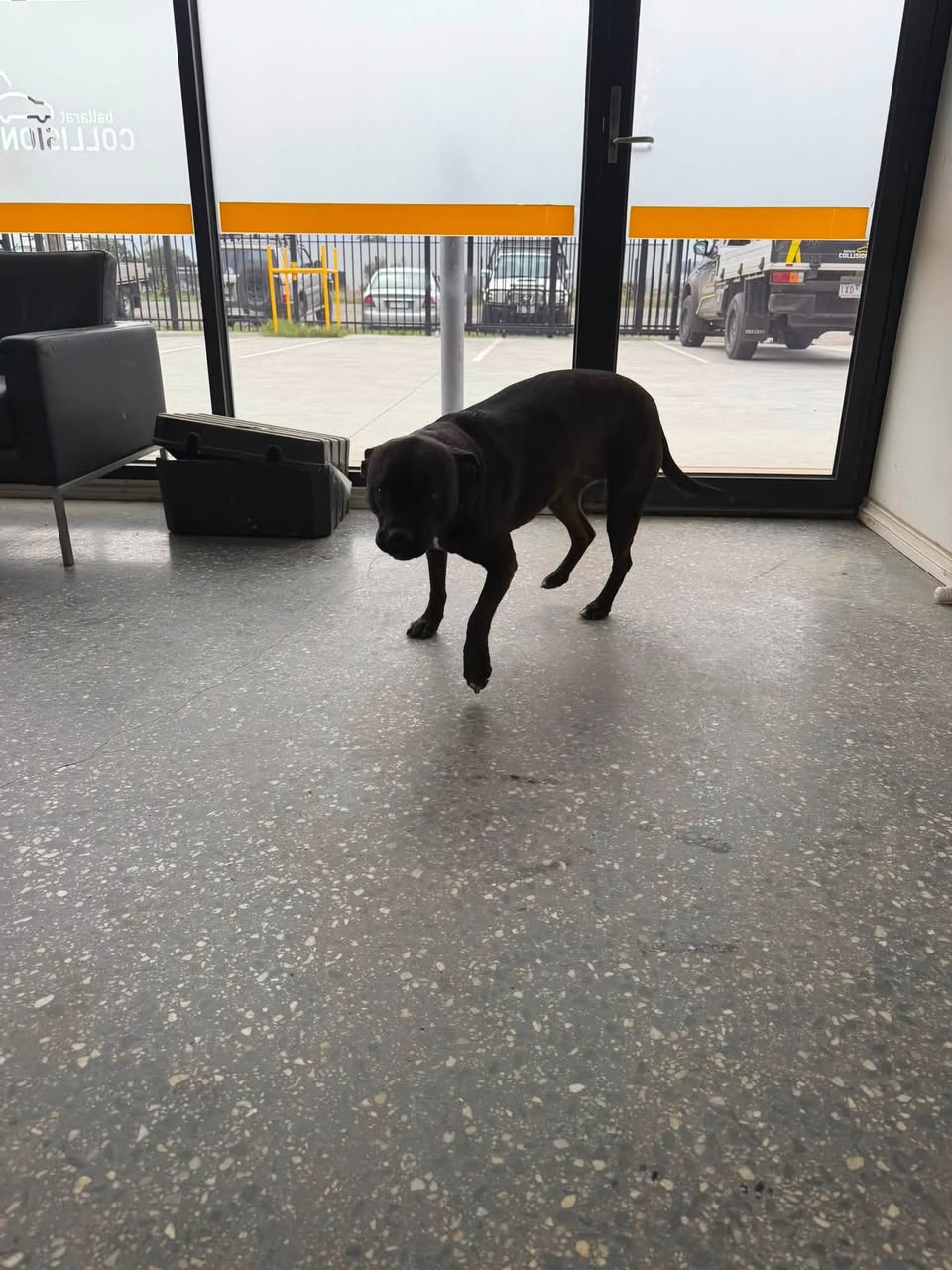 Found dog