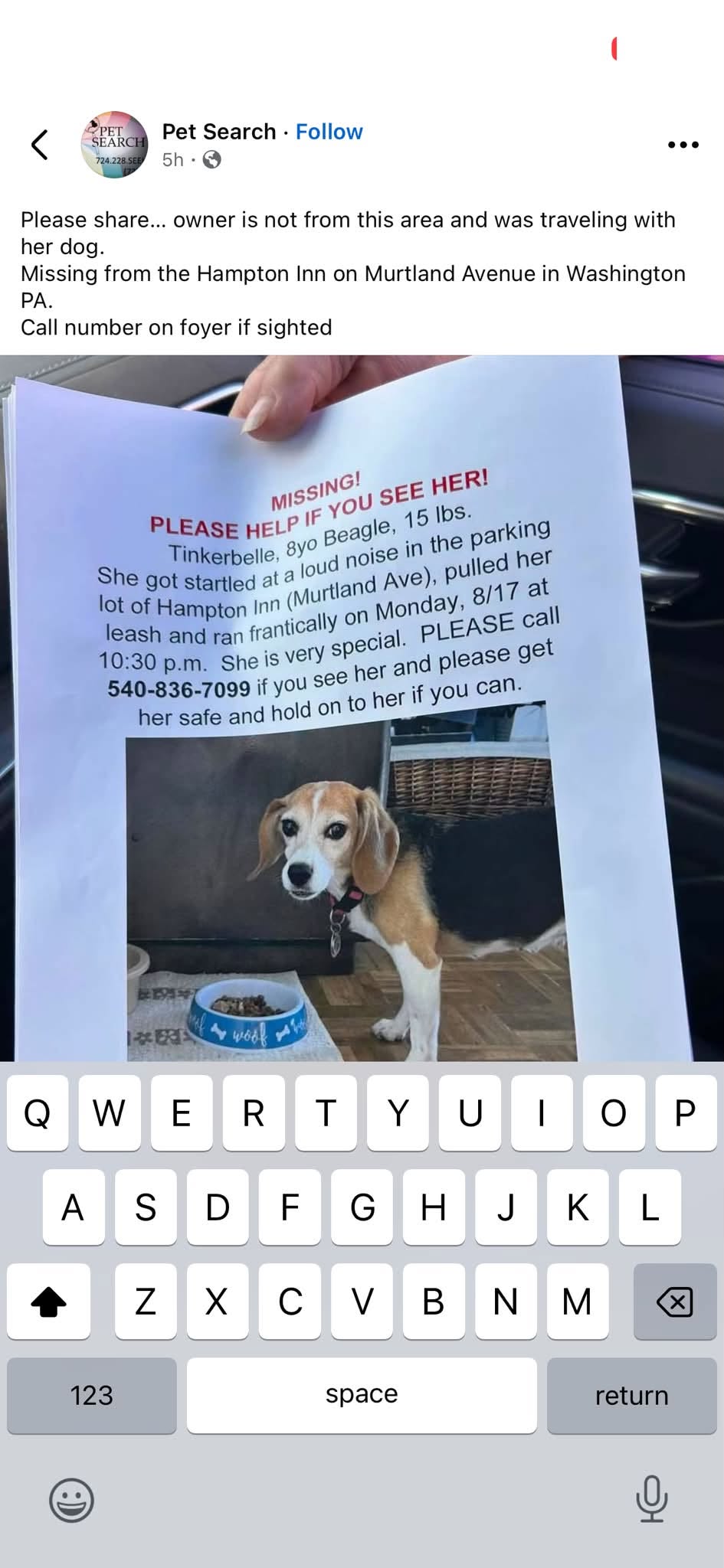 Lost dog