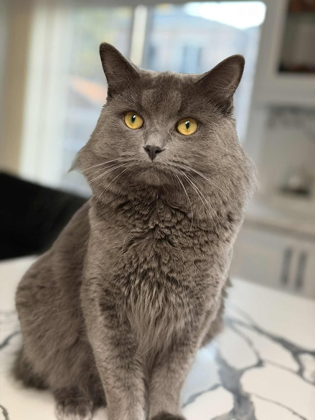 Lost cat