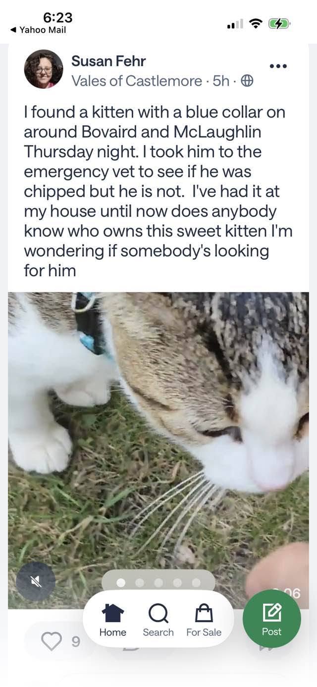 Found cat