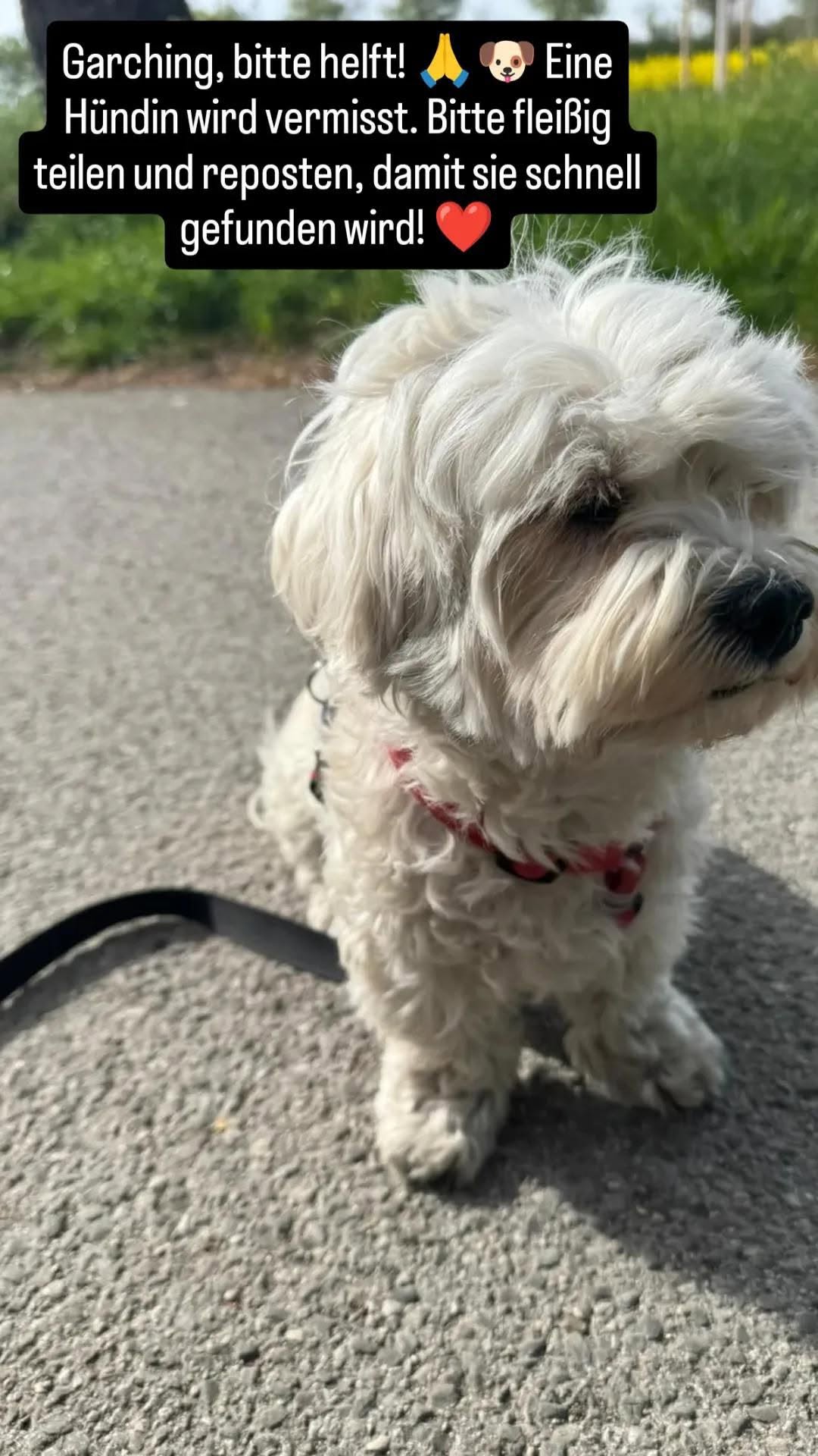 Lost Dog in Garching