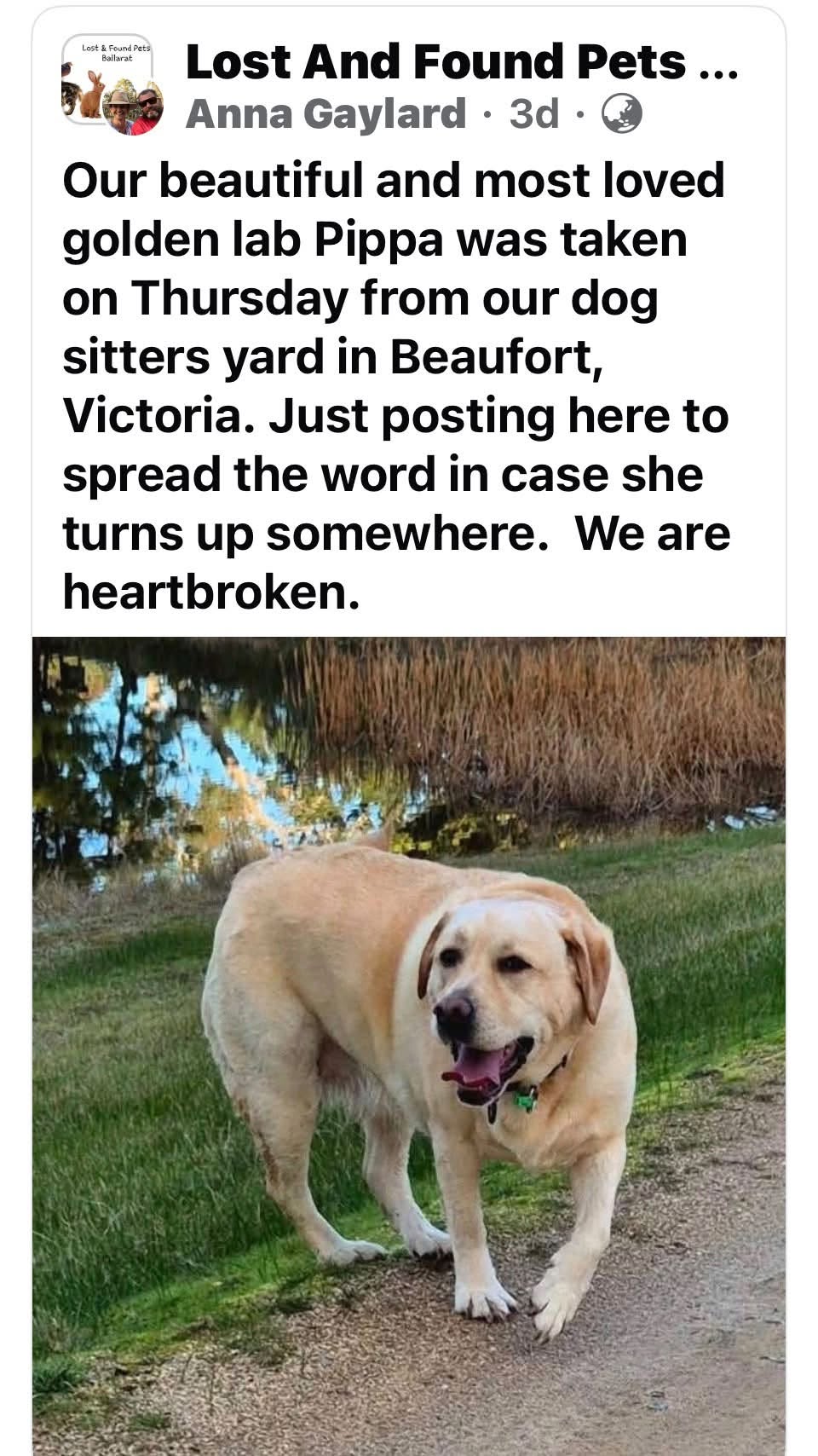 Lost dog