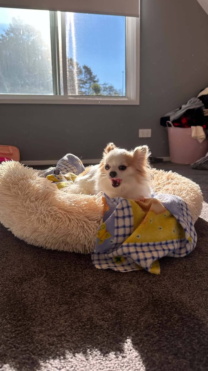 Lost dog