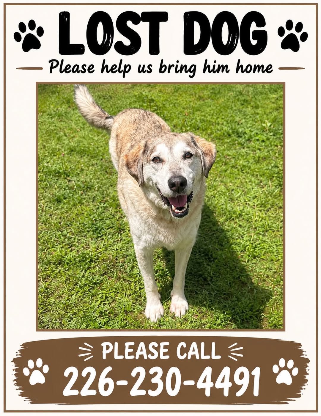 Lost Dog in Grey County