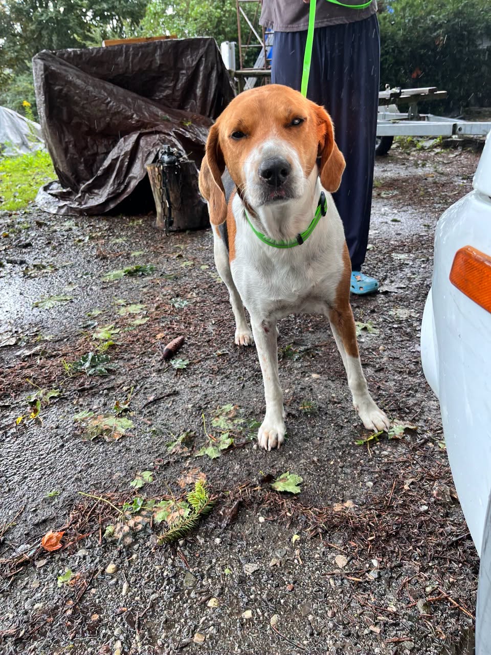 Found dog