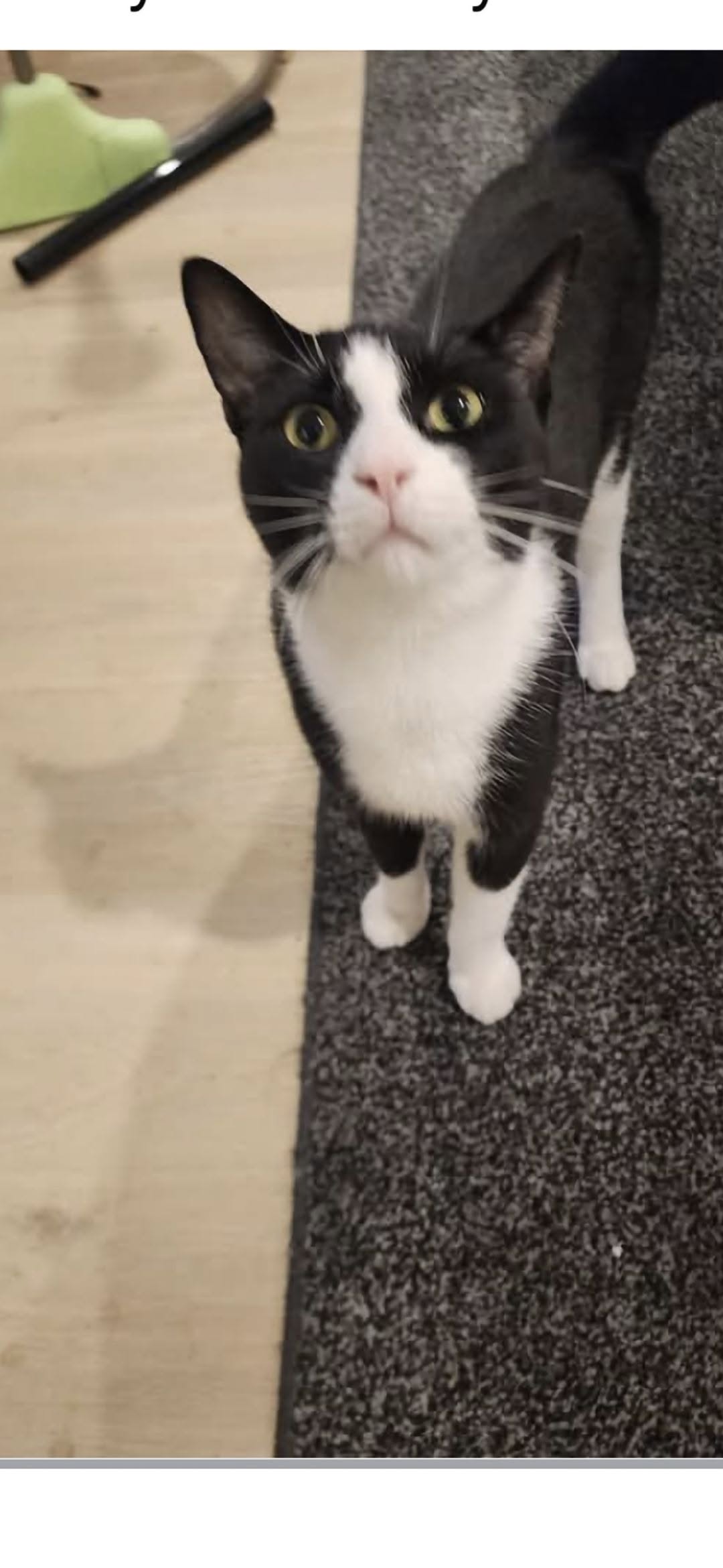 Lost Cat in Hospital Area
