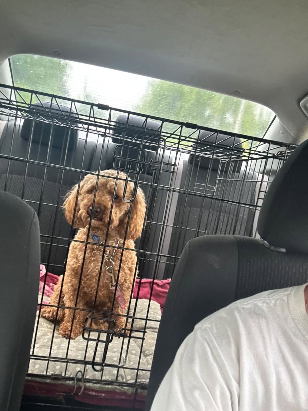 Lost dog