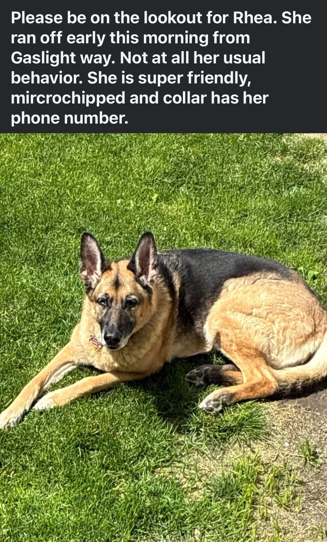 Lost Dog in Gaslight Way