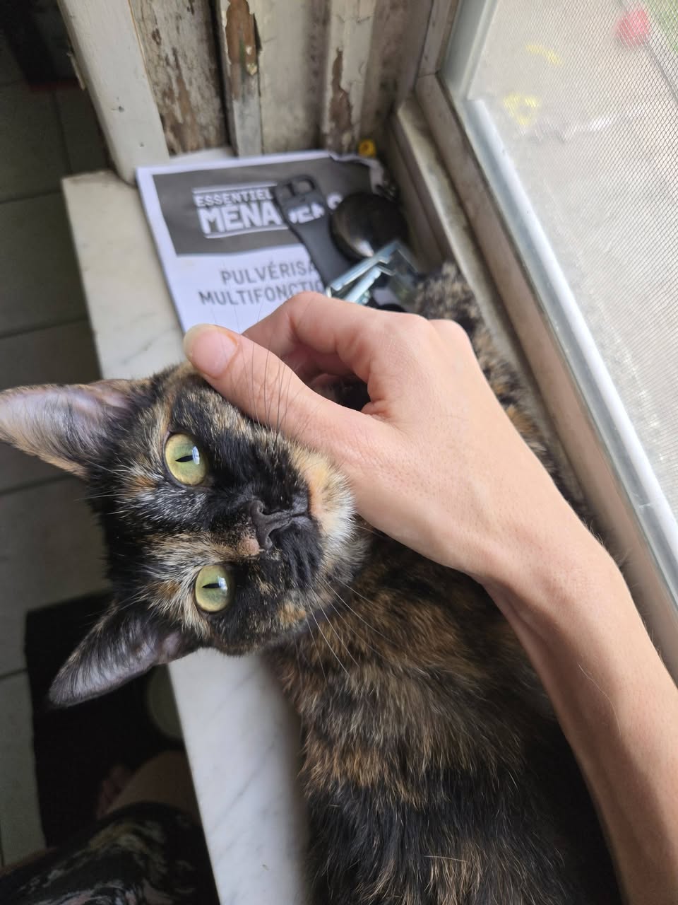 Lost Cat in Windsor