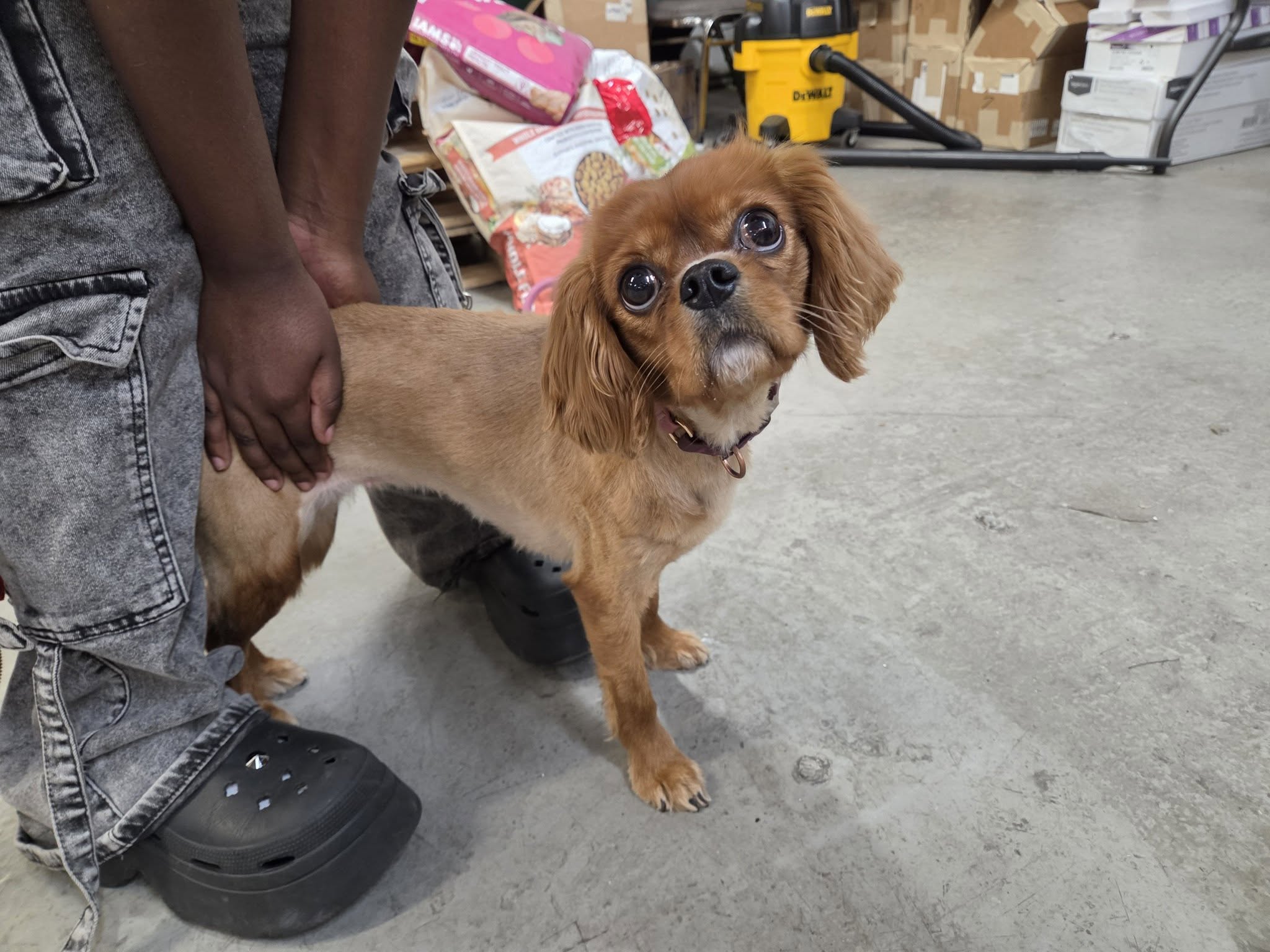 Found dog
