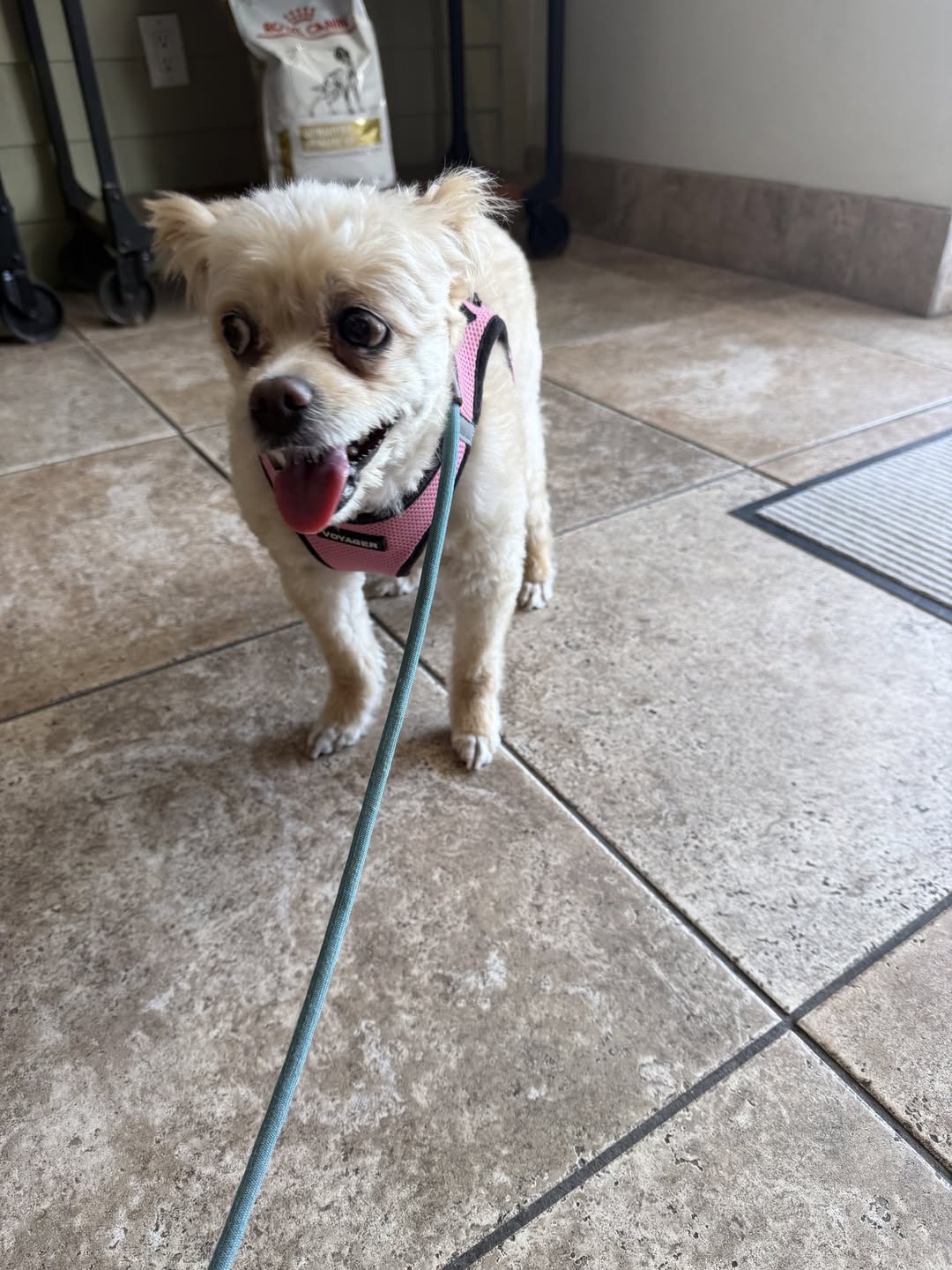 Found dog