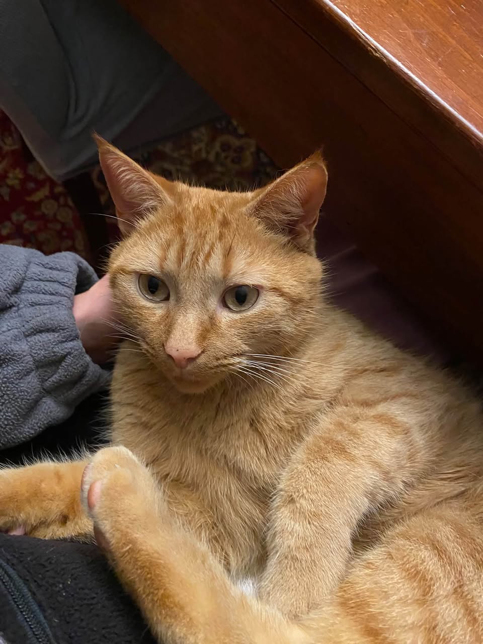 Lost cat