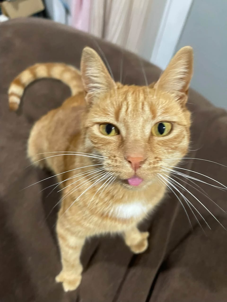 Lost cat