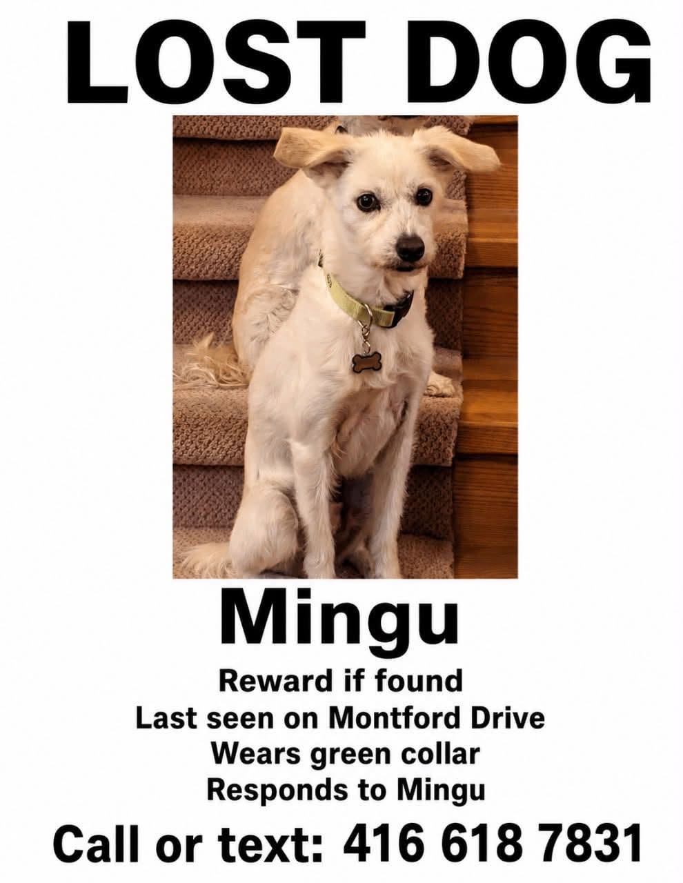 Lost Dog in North York