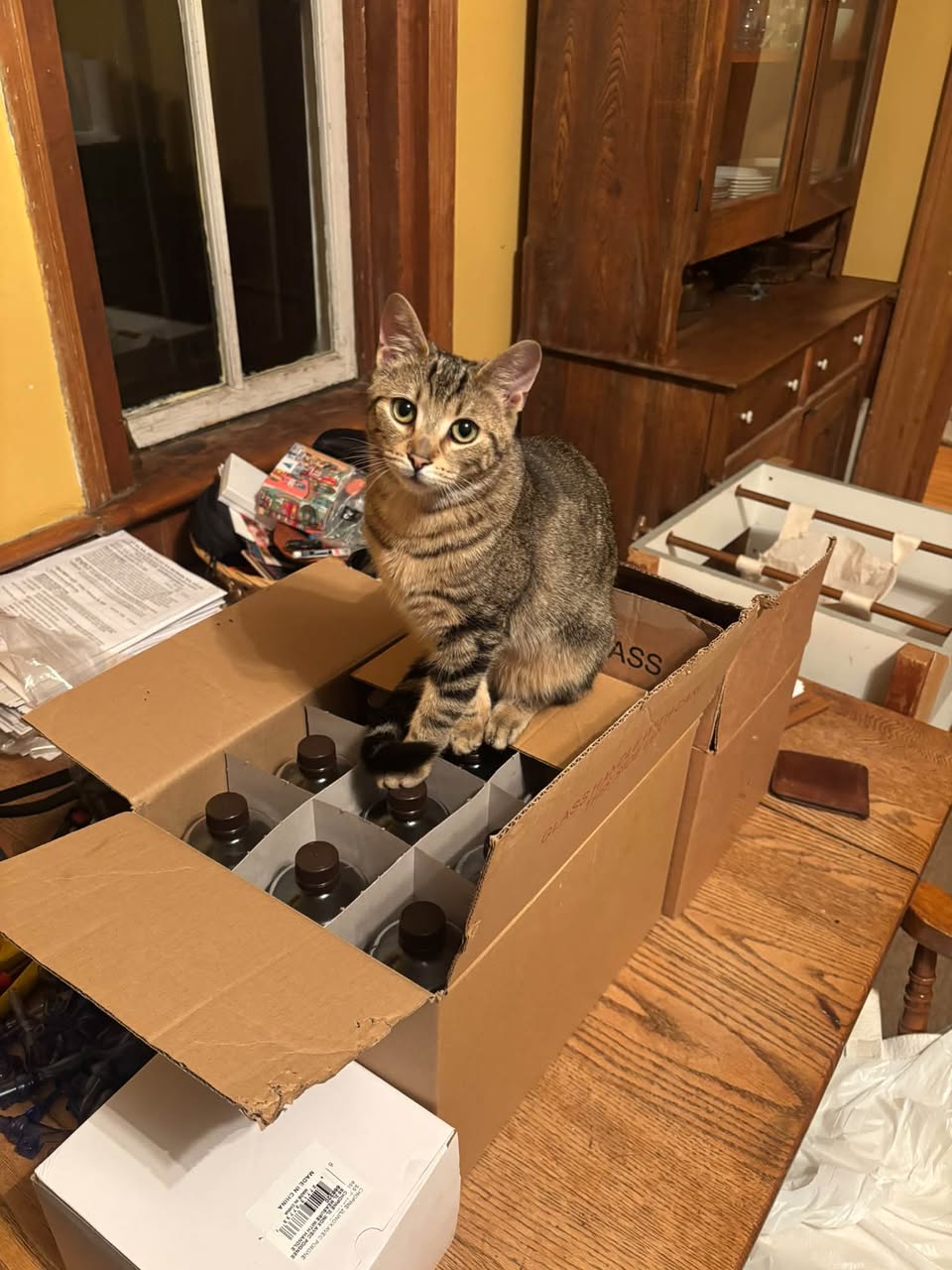 Lost Cat in Grey County