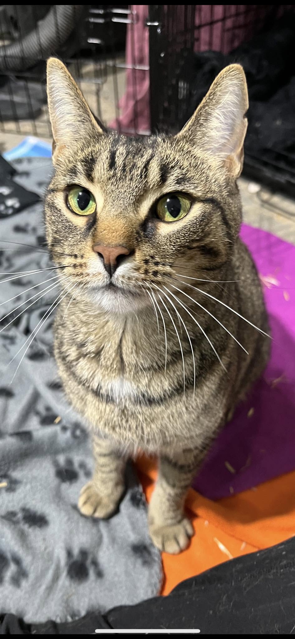Found Cat in South Of Hanover