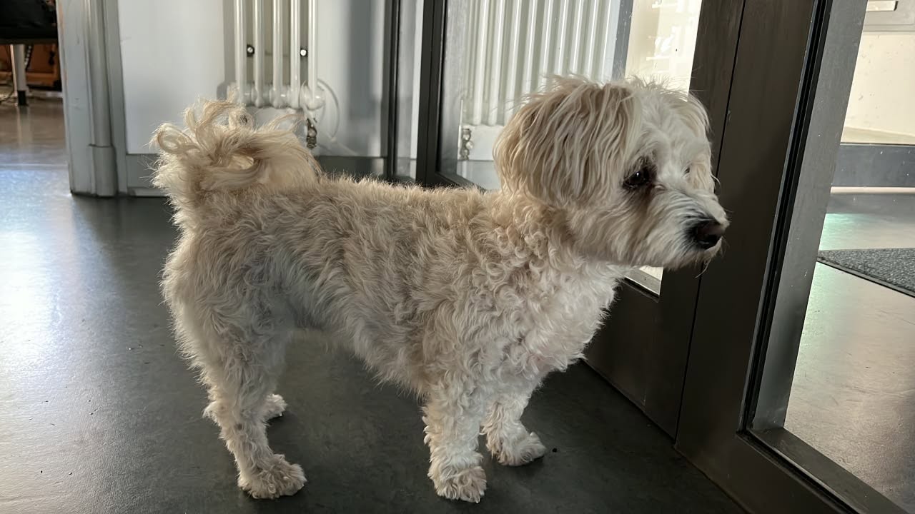 Found dog
