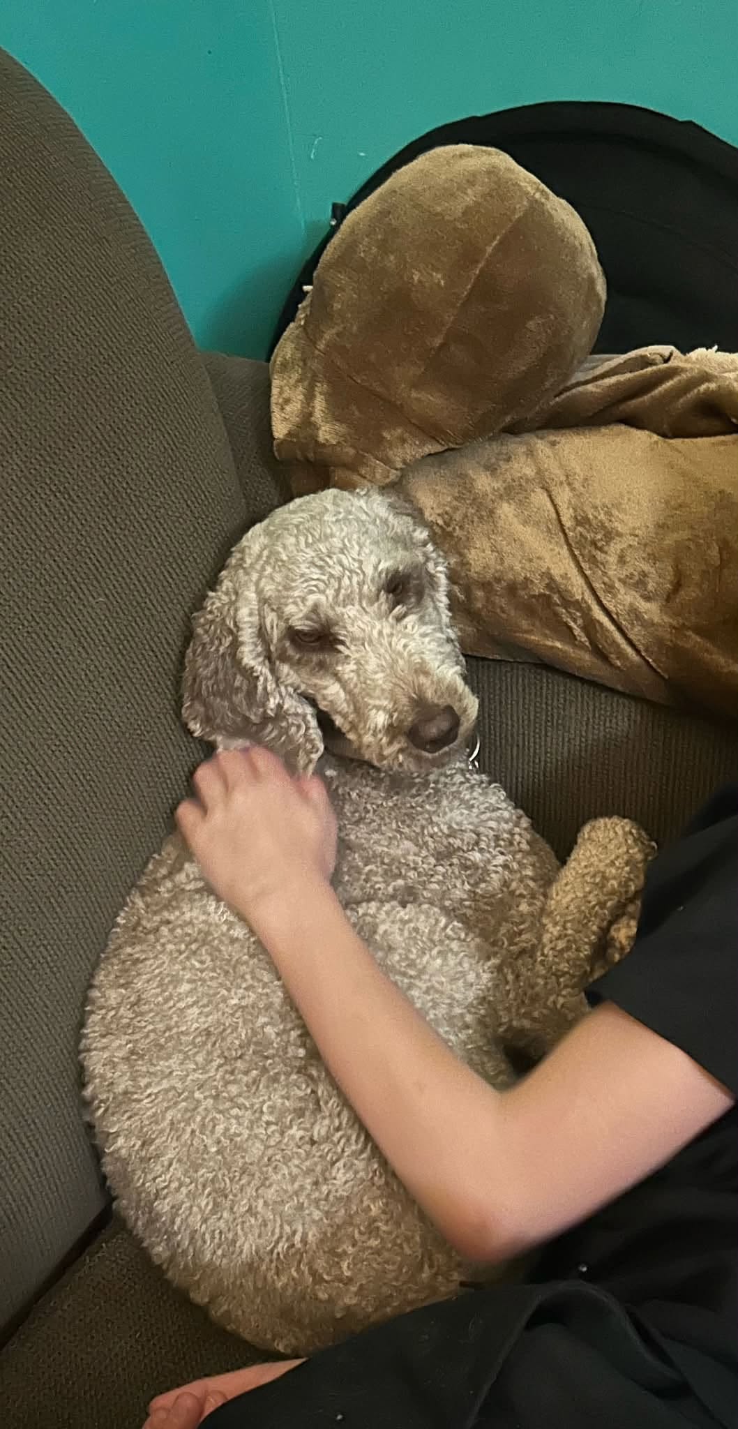 Lost Dog in Durham