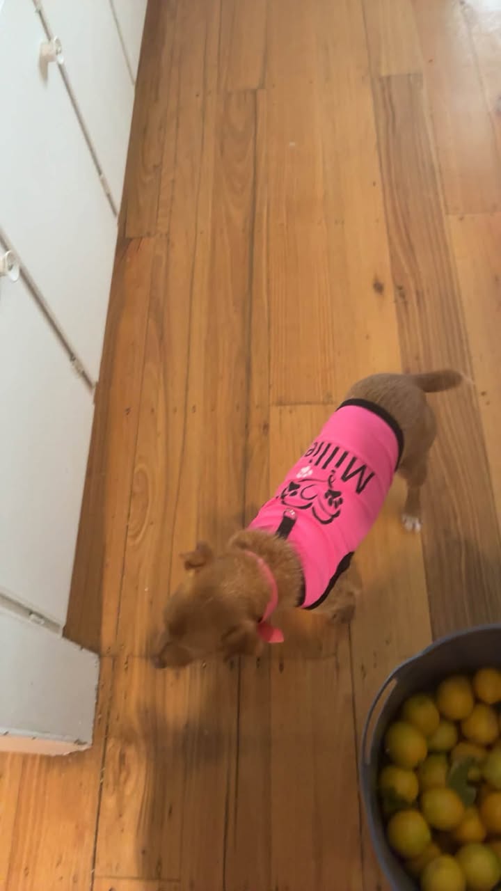 Lost dog