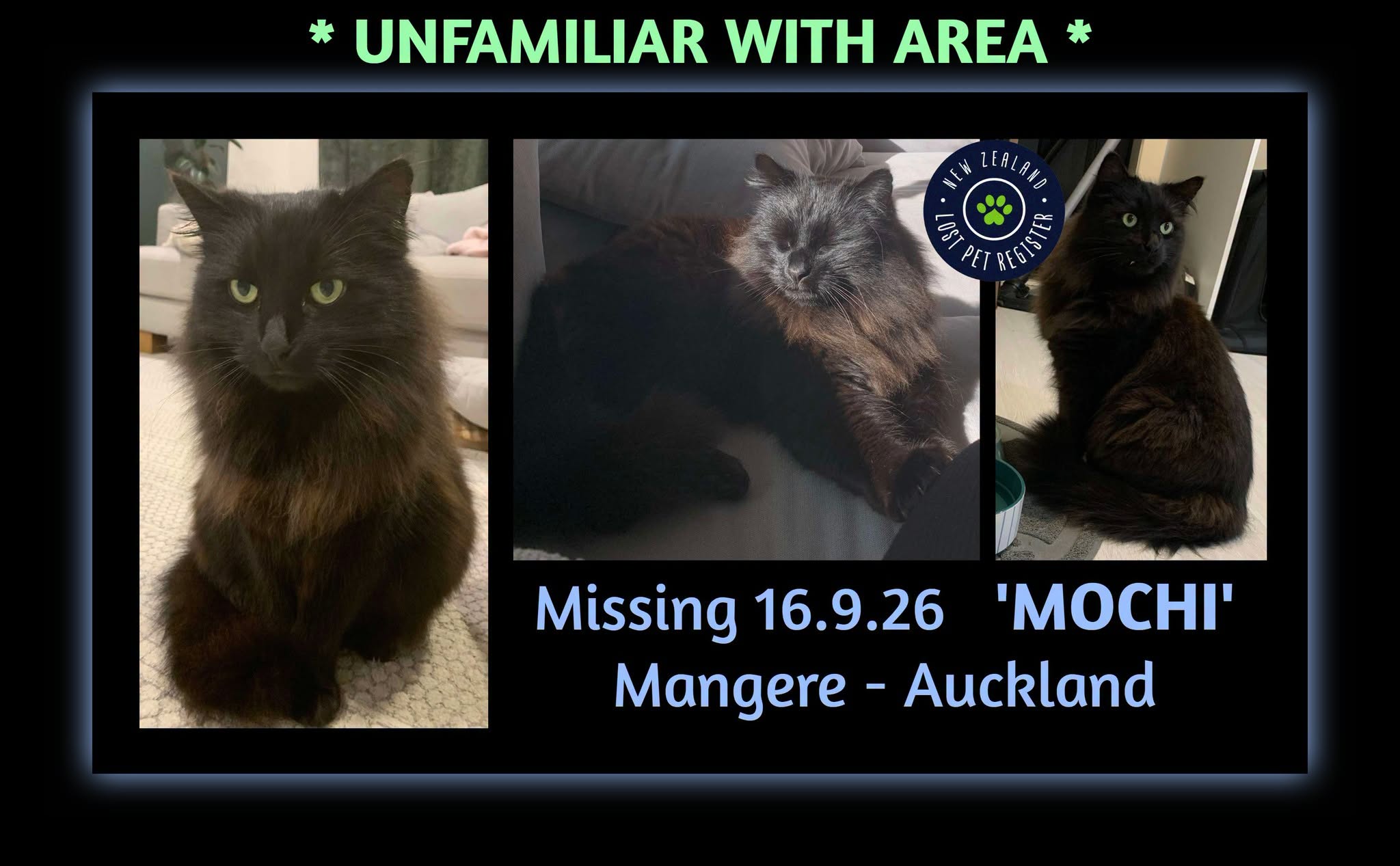 Lost cat