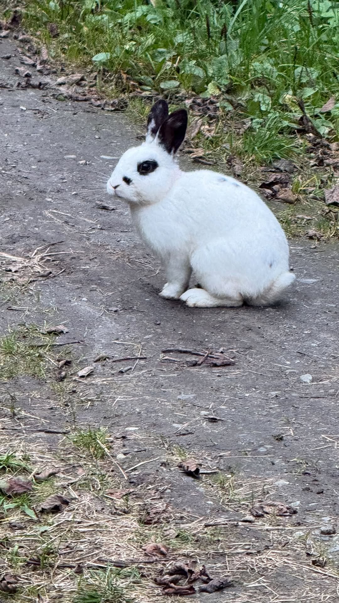 Found rabbit