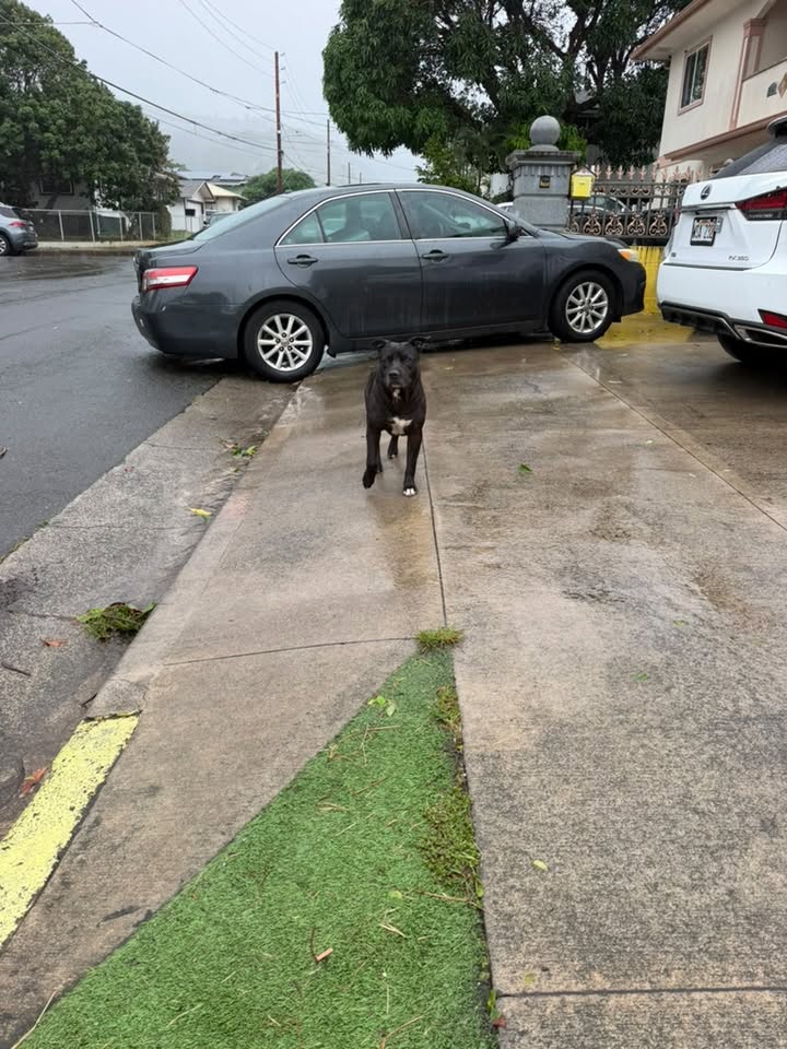 Found dog