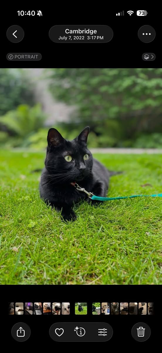 Lost cat