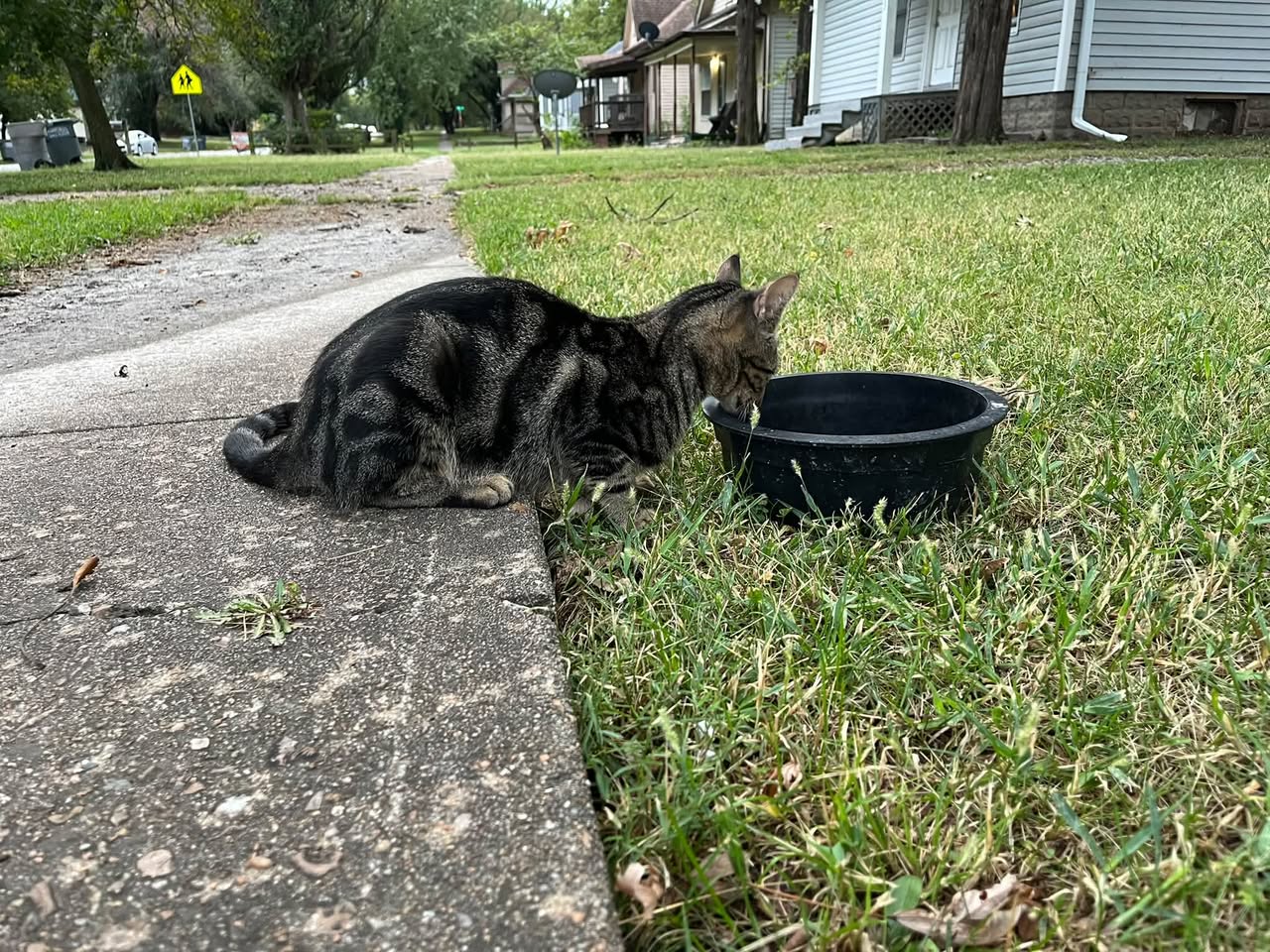 Found Cat in Lyon County