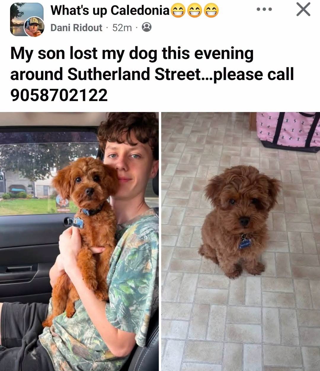 Lost dog